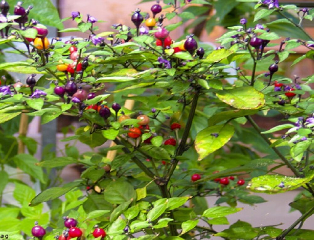 Capsicum cardenasii, a Wild Species of Chile Pepper – Agrihortico