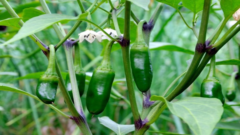 Growing Jalapeno Pepper Plants – Agrihortico