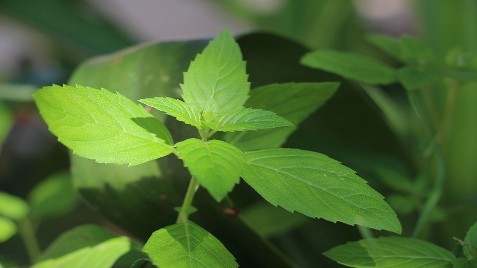 How Many Types Of Mint Herbs Are There