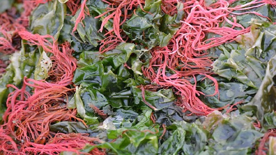 Red Seaweed Gracilaria – Agrihortico